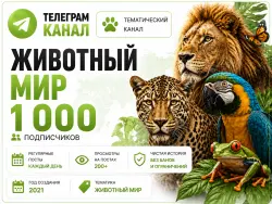 Telegram channel, Animals, Full transfer of the owner’s rights