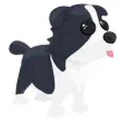 Border Collie ADM Adopt Me — Roblox, лот №240797